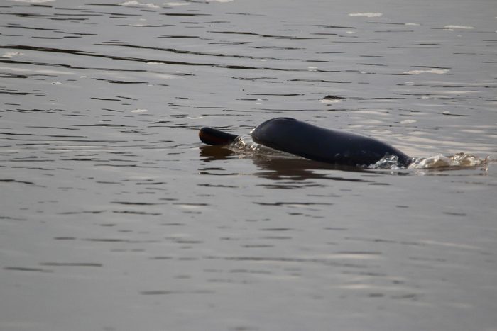 Espèces menacées : dauphin du Gange ou sousouc (Platanista gangetica gangetica)