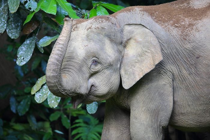 Espèces menacées : éléphant de Bornéo (Elephas maximus borneensis)