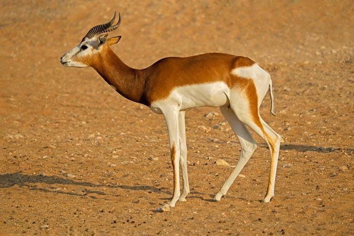 Espèces menacées : gazelle dama (Nanger dama)