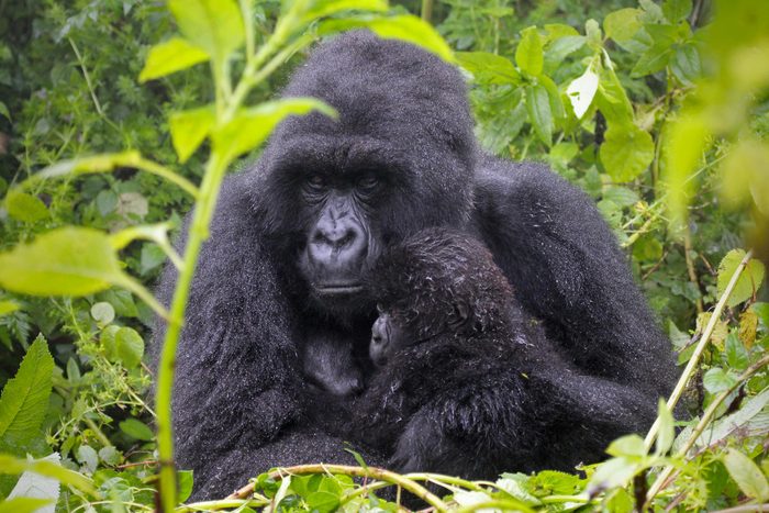 Espèces menacées : gorille de montagne (Gorilla beringei beringei)