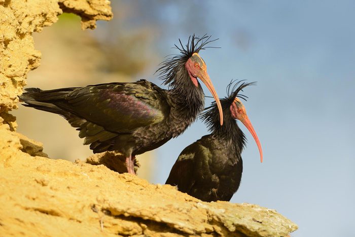 Espèces menacées : ibis chauve (Geronticus eremita)