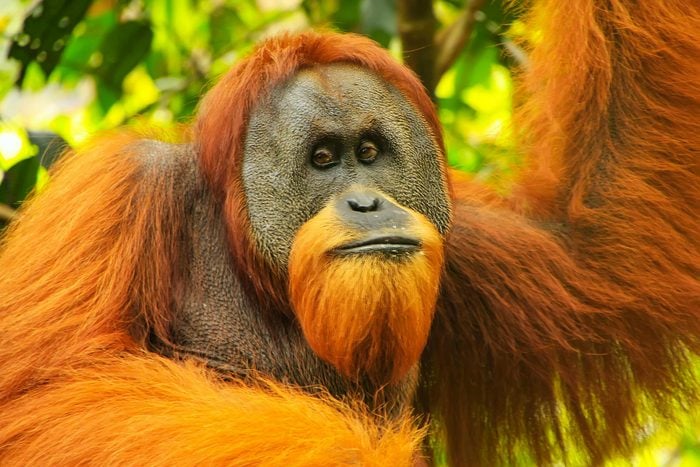 Espèces menacées : orang-outan de Sumatra (Pongo abelii)