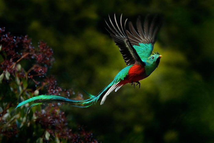 Espèces menacées : quetzal resplendissant (Pharomachrus mocinno)