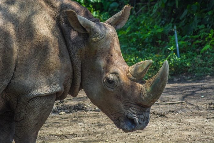 Espèces menacées : rhinocéros de Sumatra (Dicerorhinus sumatrensis)