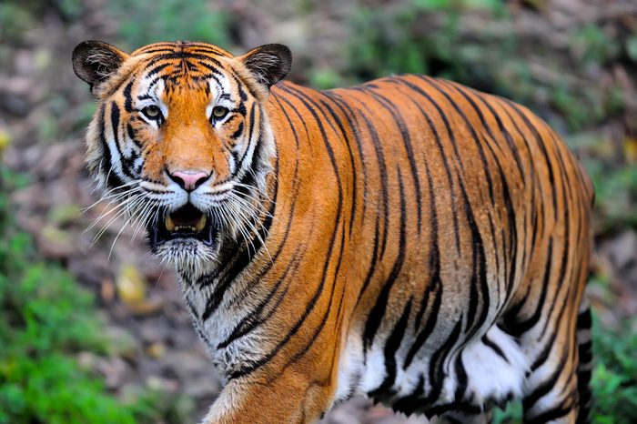 Espèces menacées : tigre de Malaisie (Panthera tigris jacksoni)
