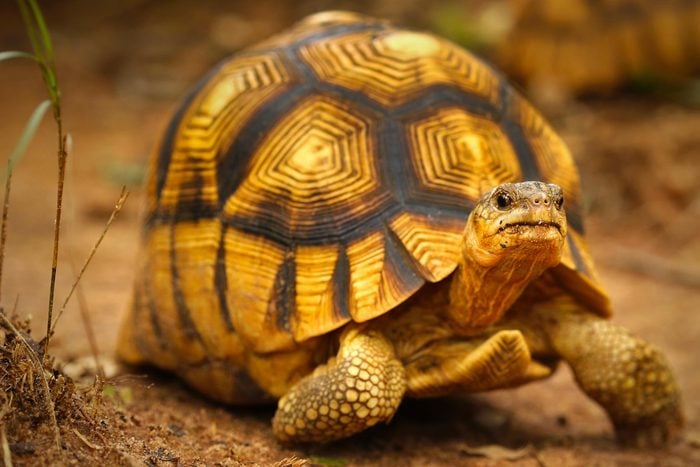 Espèces menacées : tortue à soc (Astrochelys yniphora)