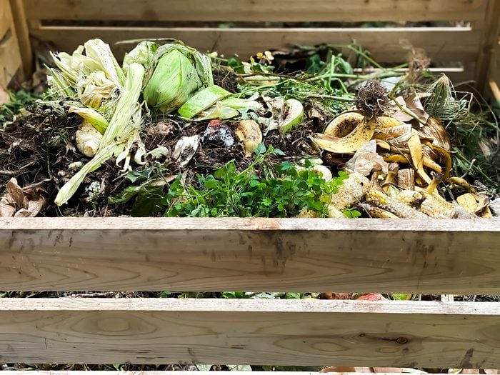 Si vous avez tout essayé pour faire revivre une plante morte, placez-la dans un bac à compost.