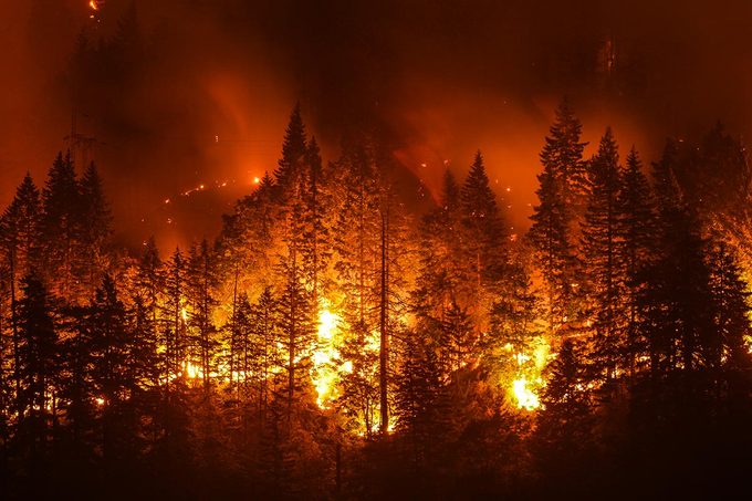 Histoires insolites vraies : un douanier américain a déclenché un feu de forêt.