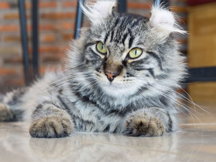 Le chat de race American curl est un chat dont les oreilles ressemblent un peu à celles d'un lynx.