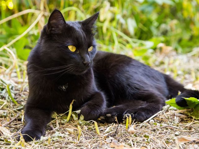 Le chat de race Bombay est un chat au poil tout noir.