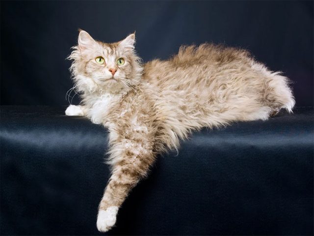 Le chat de race LaPerm se distingue par ses poils onduls.