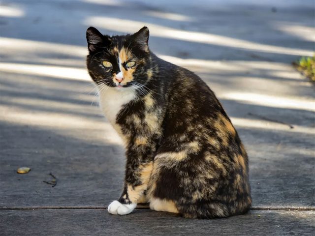 Le chat de race Manx est un chat qui se caractrise par son absence de queue.
