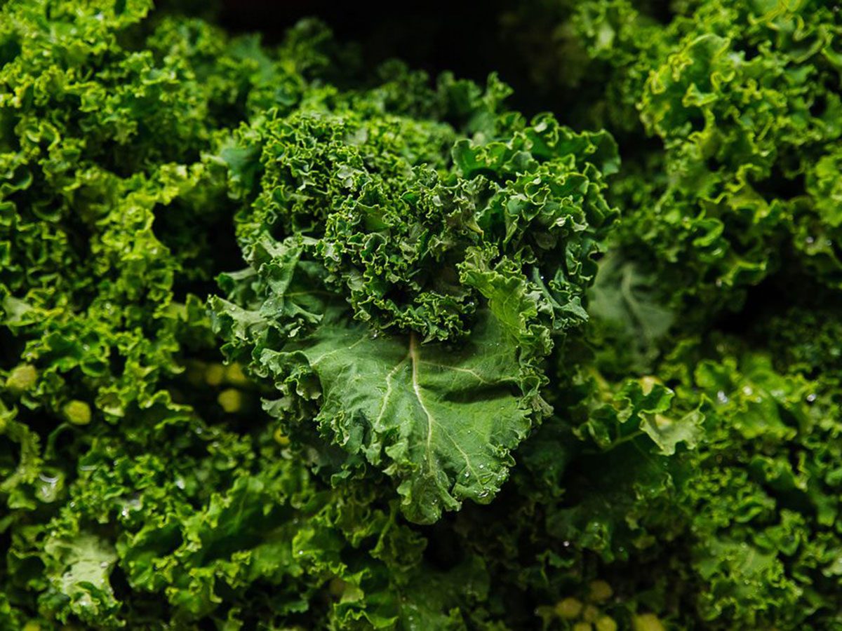 Le kale font partie des aliments riches en antioxydants.