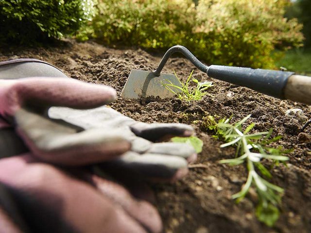 Conseils pour jardiner : le dsherbage est une tape importante quand on jardine.