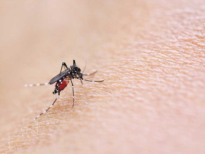 Le paludisme n'est pas contagieux.