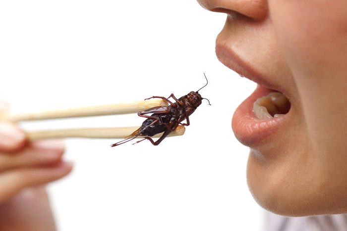 Pourquoi manger des insectes est bon pour la planète.