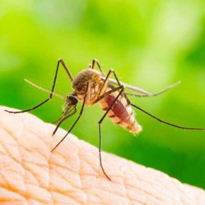 Allergie aux piqûres de moustique: les symptômes et les traitements.