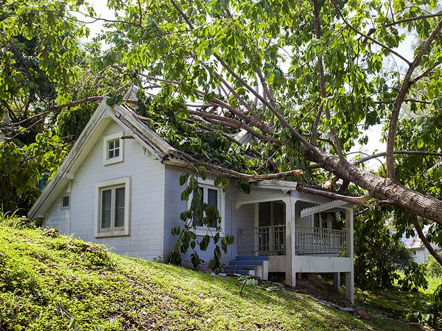 Survivre  la chute d'un arbre sur votre maison