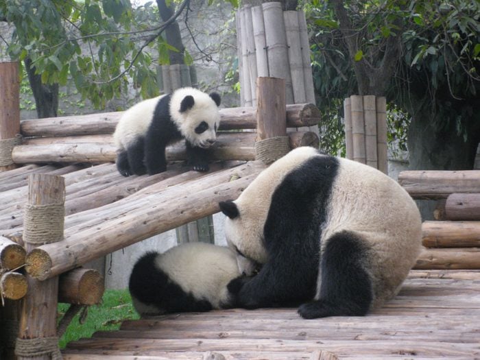Les États-Unis paient à prix d’or la location de pandas à la Chine.