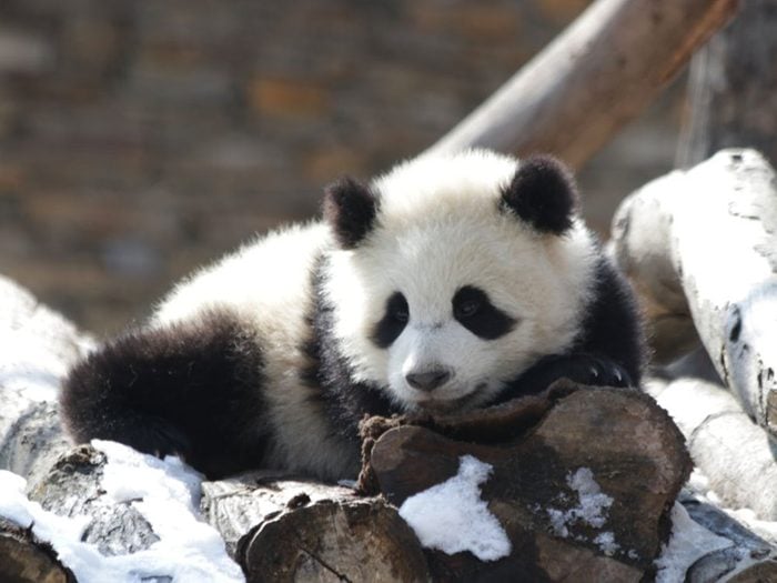 Nous savons enfin pourquoi les pandas sont habillés en noir et blanc.
