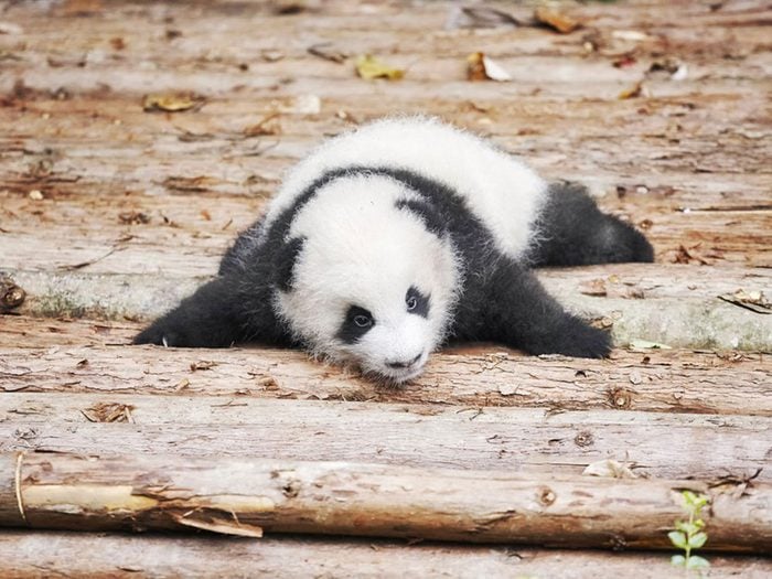 Les pandas ont d’énormes poussées de croissance.