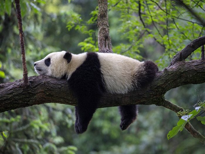 Les pandas adorent faire la sieste.