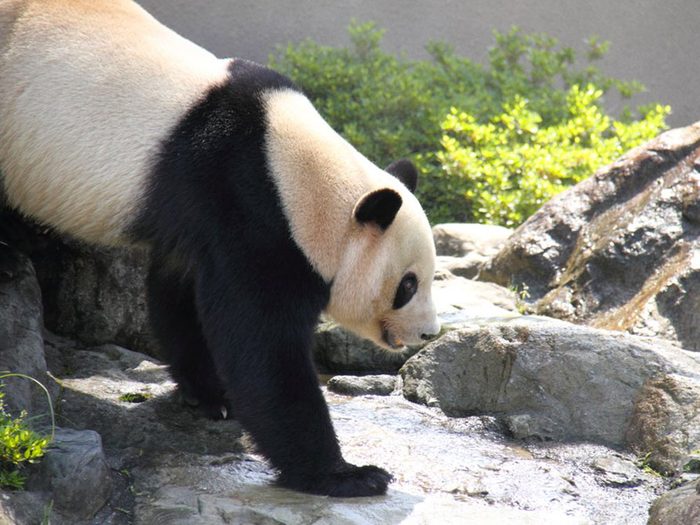 Les pandas n’hibernent pas.