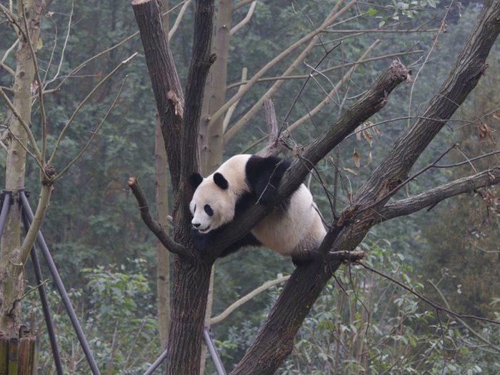 Les pandas pourraient être bientôt menacés d’extinction.