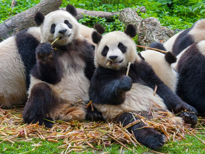 Les pandas sont une espèce endémique de la Chine.