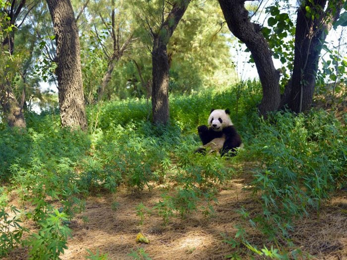 Les pandas jouent un rôle important dans leur habitat.