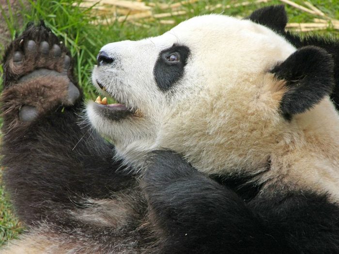 Les pandas ont six doigts à chaque patte.