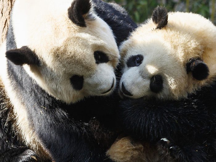 Certains pandas sont loin d’être des bêtes de sexe.