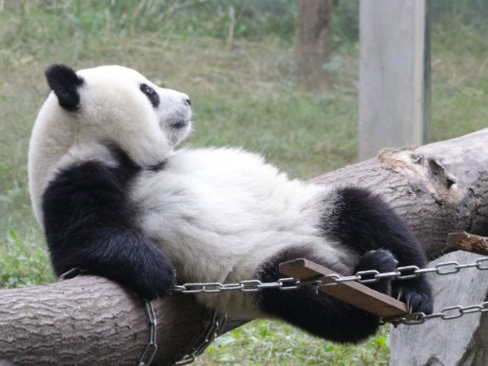 Les pandas apprécient la solitude.