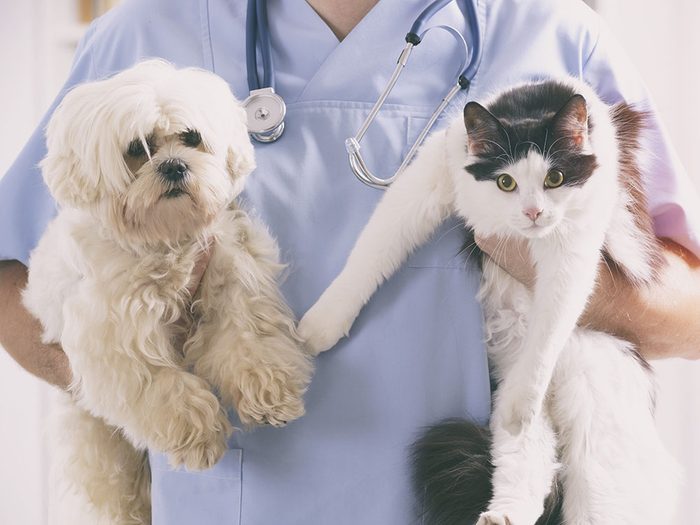 13 signes indiquant que vous devez changer de vétérinaire.