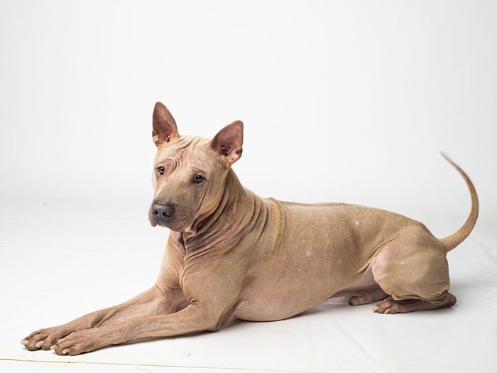 L'American Hairless Terrier est un chien hypoallergène.