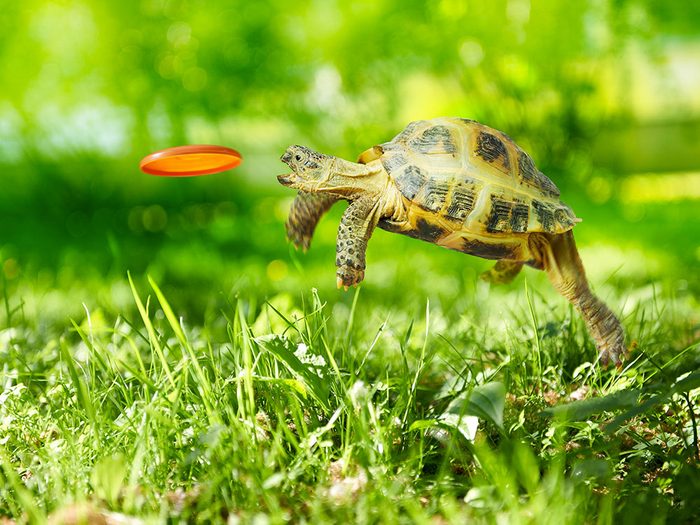Photos hilarantes: frisbee pour tortue.
