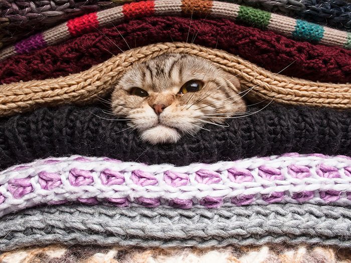 Photos hilarantes: chaton sous couvertures!