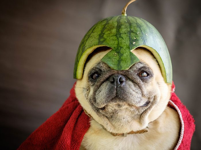 Photos hilarantes: un Carlin à chapeau melon.