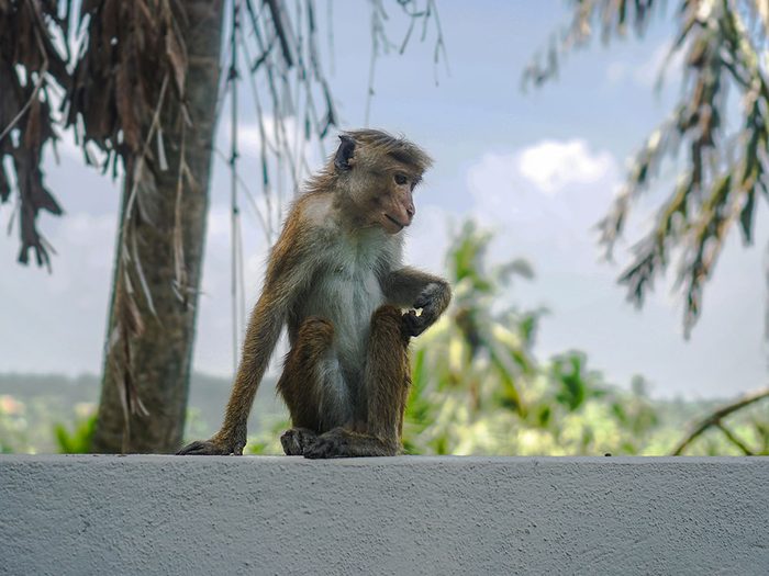 Photos hilarantes: un singe stressé.