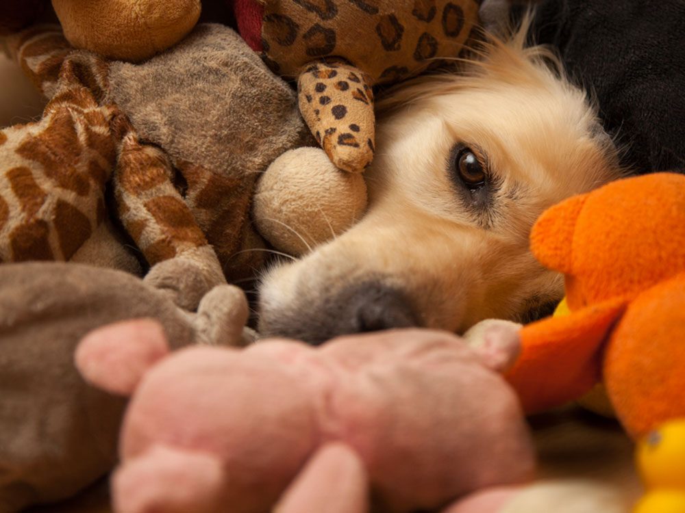 Les jouets de vos animaux familiers peuvent vous rendre malade.