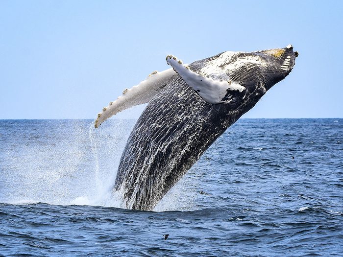 Sauver les baleines: vers 1930, on tuait chaque année 50 000 baleines.
