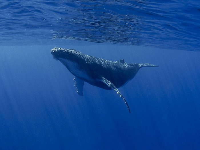 En mars 2018, le gouvernement du Canada a annoncé de sérieuses mesures de préservation pour sauver les baleines.