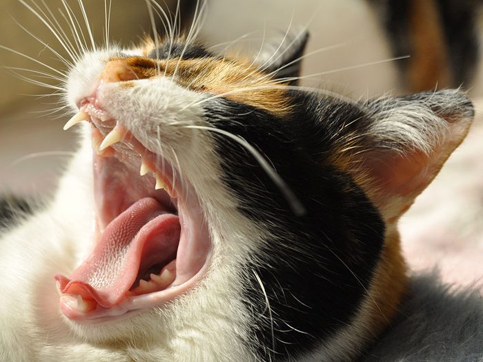 Fait sur les chats: ils n'ont pas la dent sucrée.