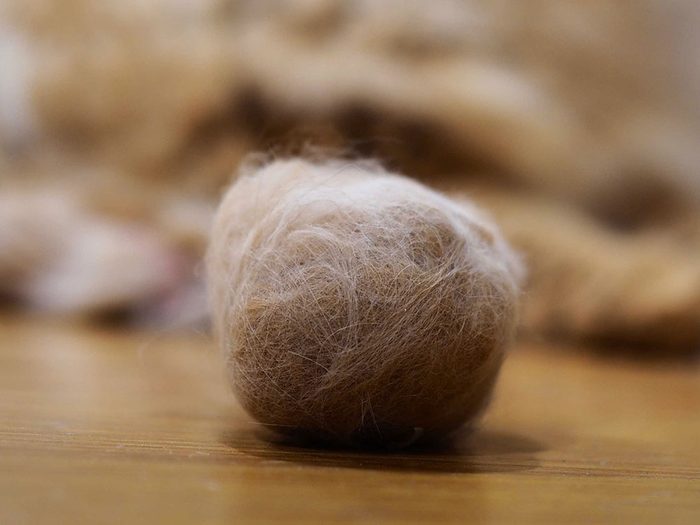 Fait sur les chats: les boules de poils régurgitées par le chat ne sont pas inquiétantes tant qu’elles ne sont pas excessives.