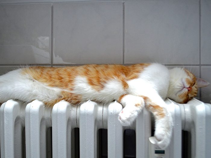 Fait sur les chats: la température d’un chat se situe entre 37°C et 39°C (100 °F et 102 °F).