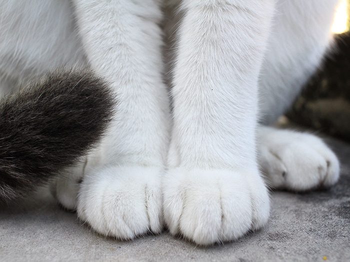 Fait sur les chats: ils ont des pattes ultra-sensibles.
