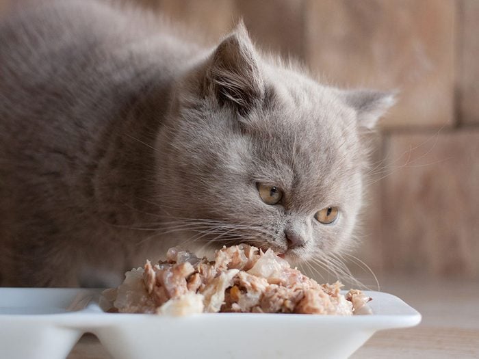 Fait sur les chats: ils ont une faculté gustative restreinte.