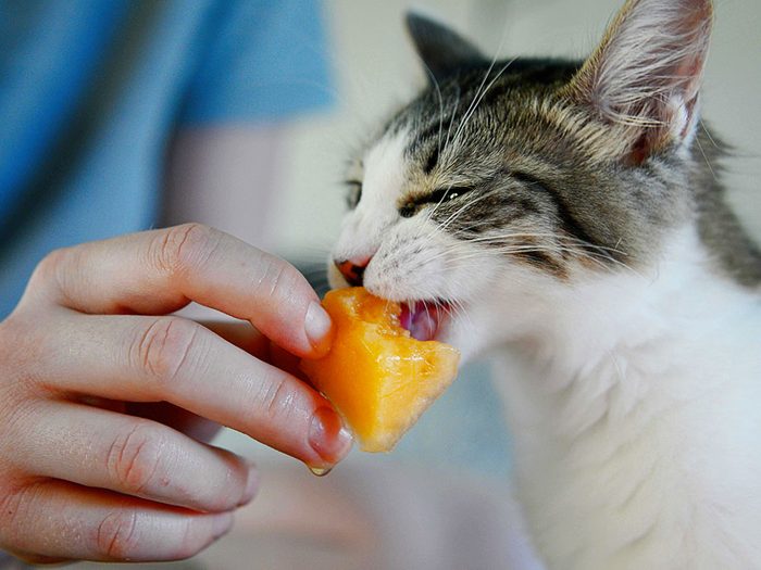 Fait sur les chats: ils ont un faible pour le cantaloup.