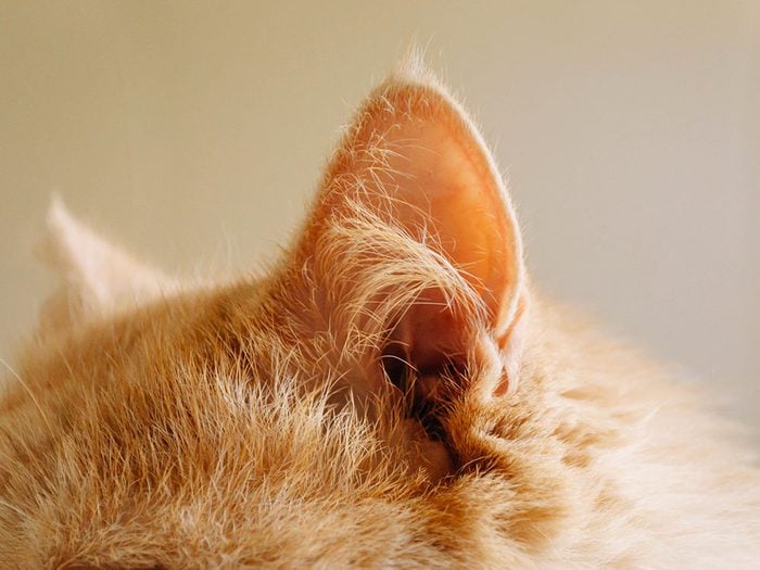 Fait sur les chats: leurs oreilles sont autonomes.