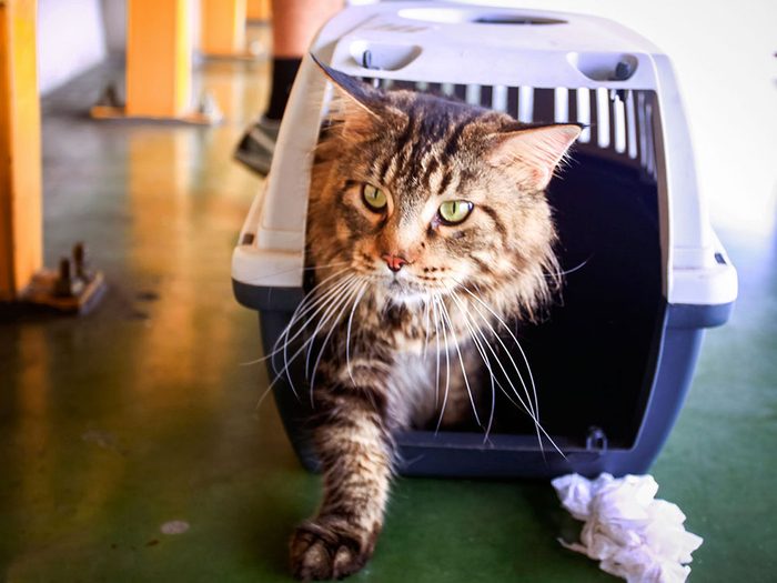 Amenez votre chat chez le vétérinaire dans une cage de transport en plastique à couvercle amovible.